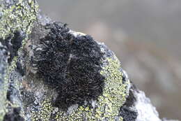 Image of brittle lichen
