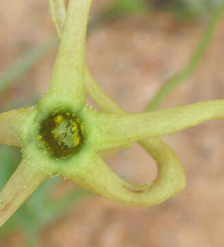 Image de Trochomeria macrocarpa (Sond.) Harv.