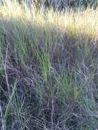 Image de Schizachyrium rhizomatum (Swallen) Gould