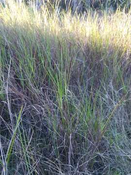 Image de Schizachyrium rhizomatum (Swallen) Gould