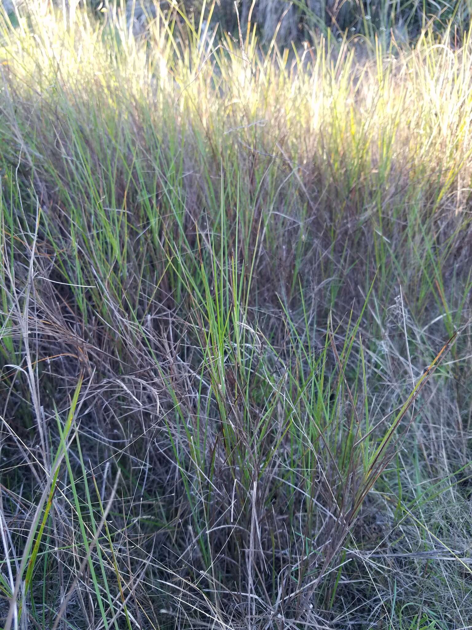 Image de Schizachyrium rhizomatum (Swallen) Gould