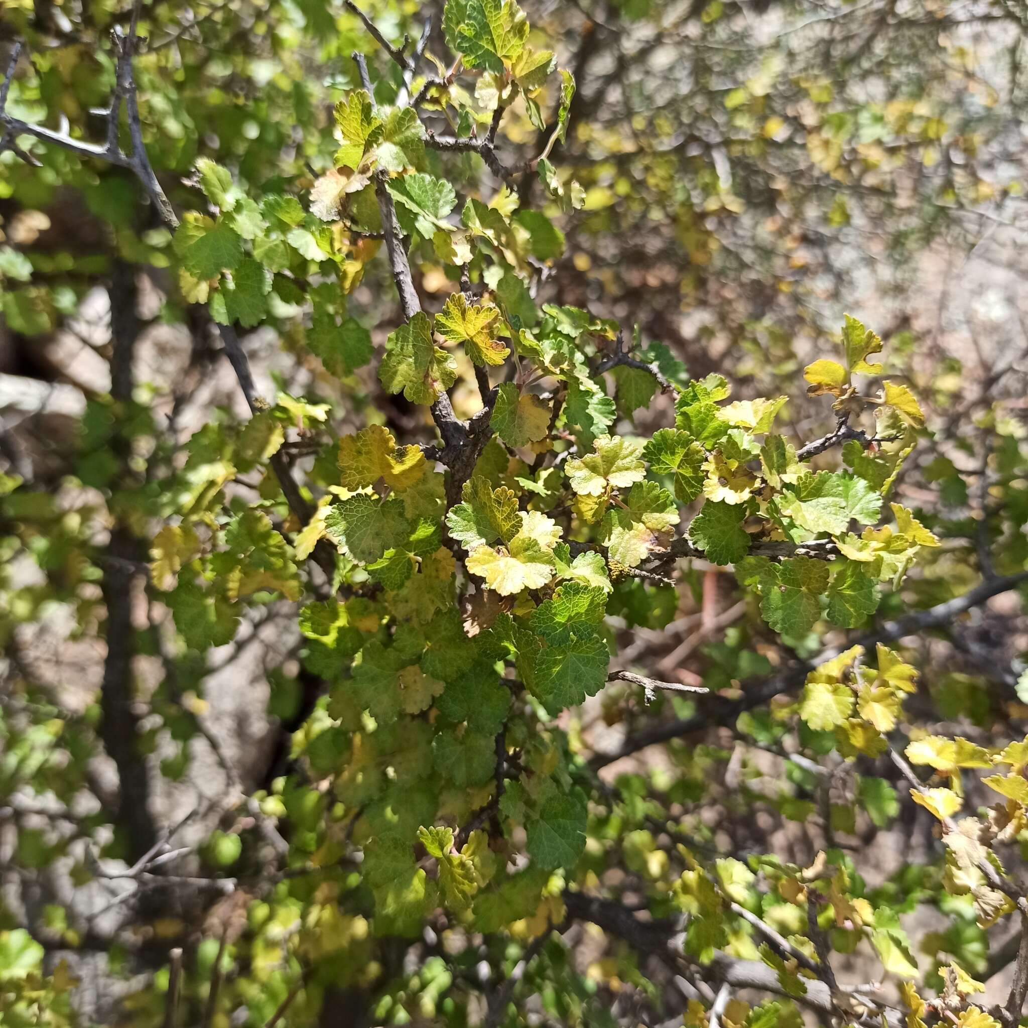 Image of Ribes tortuosum Benth.