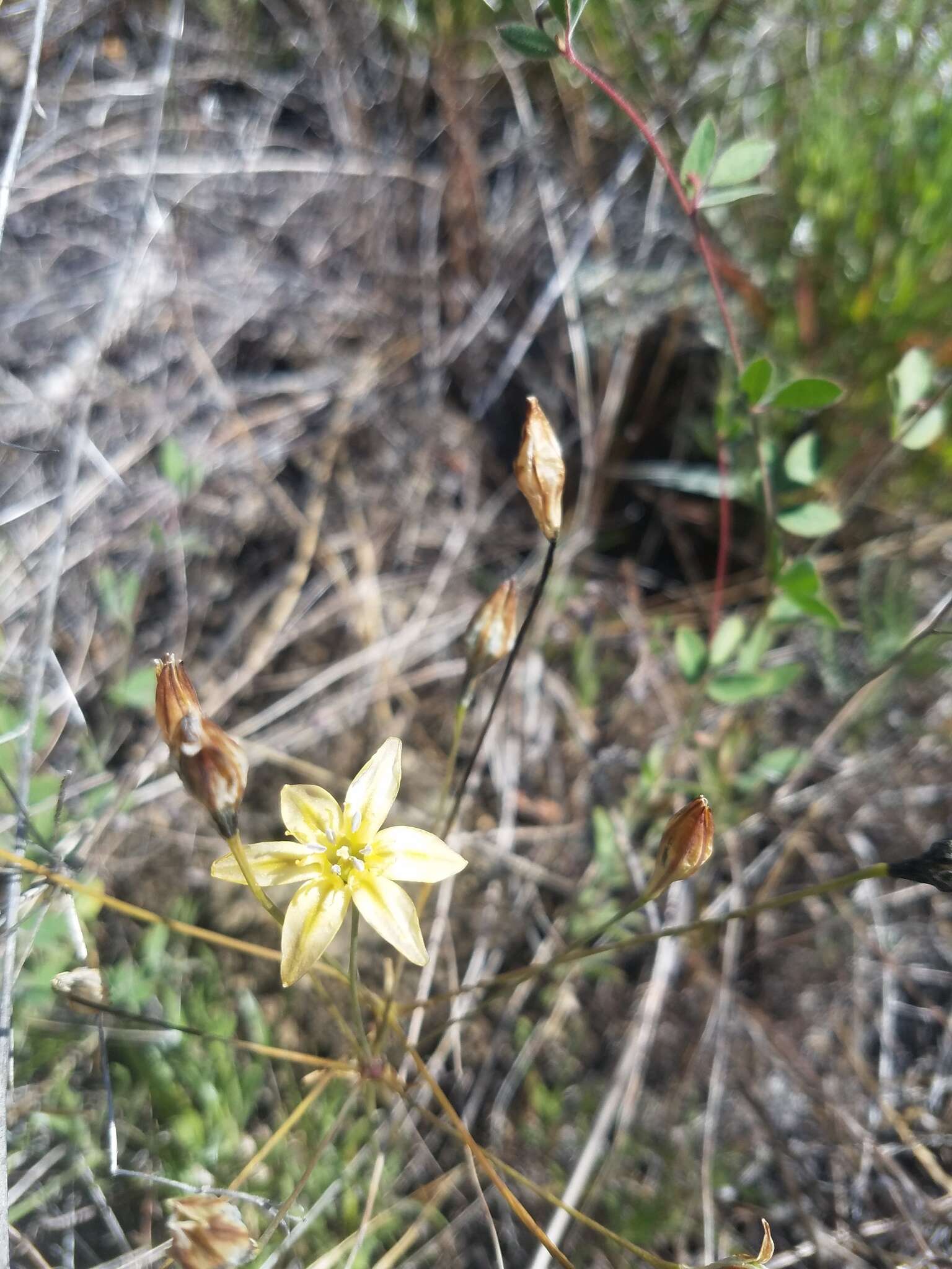 Sivun Triteleia ixioides subsp. cookii (Hoover) L. W. Lenz kuva