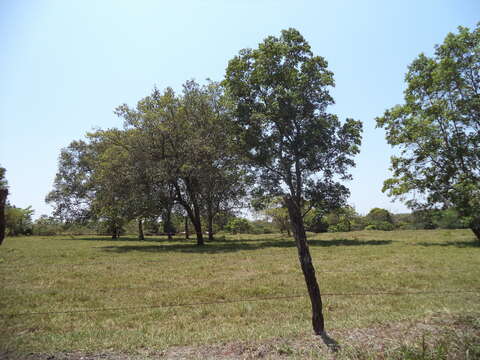 Image of Quercus oleoides Schltdl. & Cham.