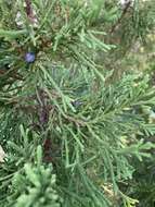 Juniperus bermudiana L. resmi