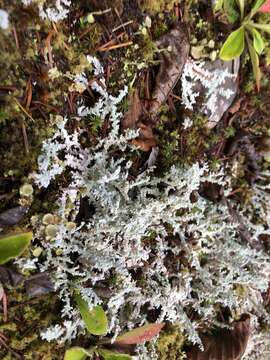 Image of Woolly foam lichen