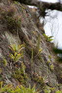 Image of Cleistocactus samaipatanus (Cárdenas) D. R. Hunt