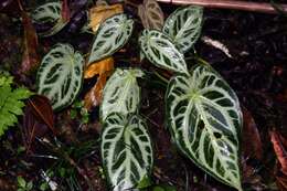 Imagem de Anthurium crystallinum Linden & André