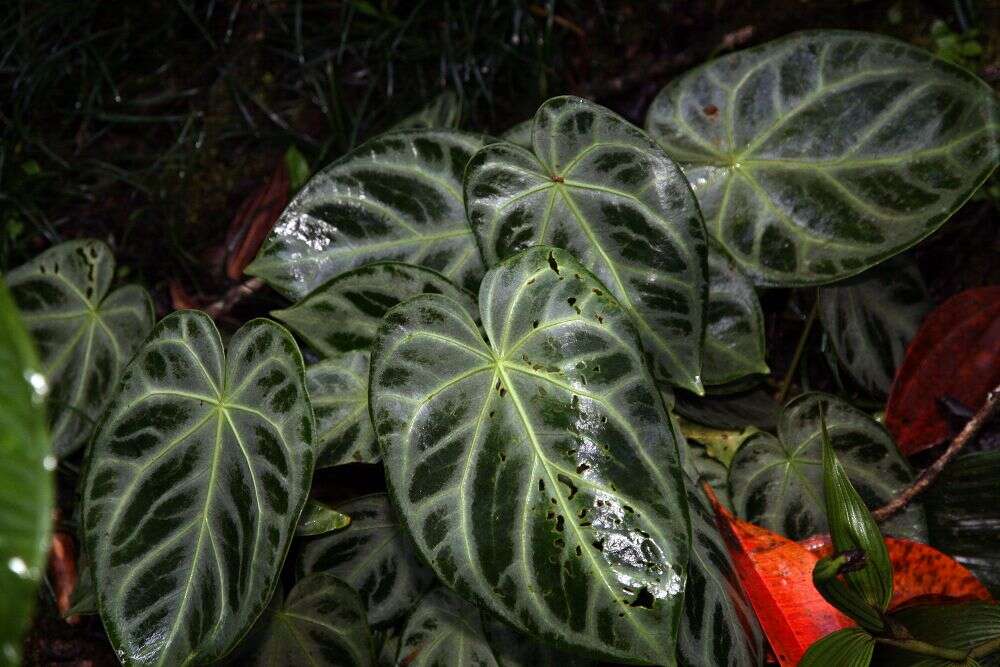 Imagem de Anthurium crystallinum Linden & André