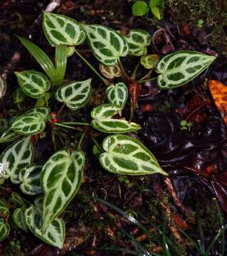 Imagem de Anthurium crystallinum Linden & André