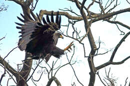 Image of Black Solitary Eagle