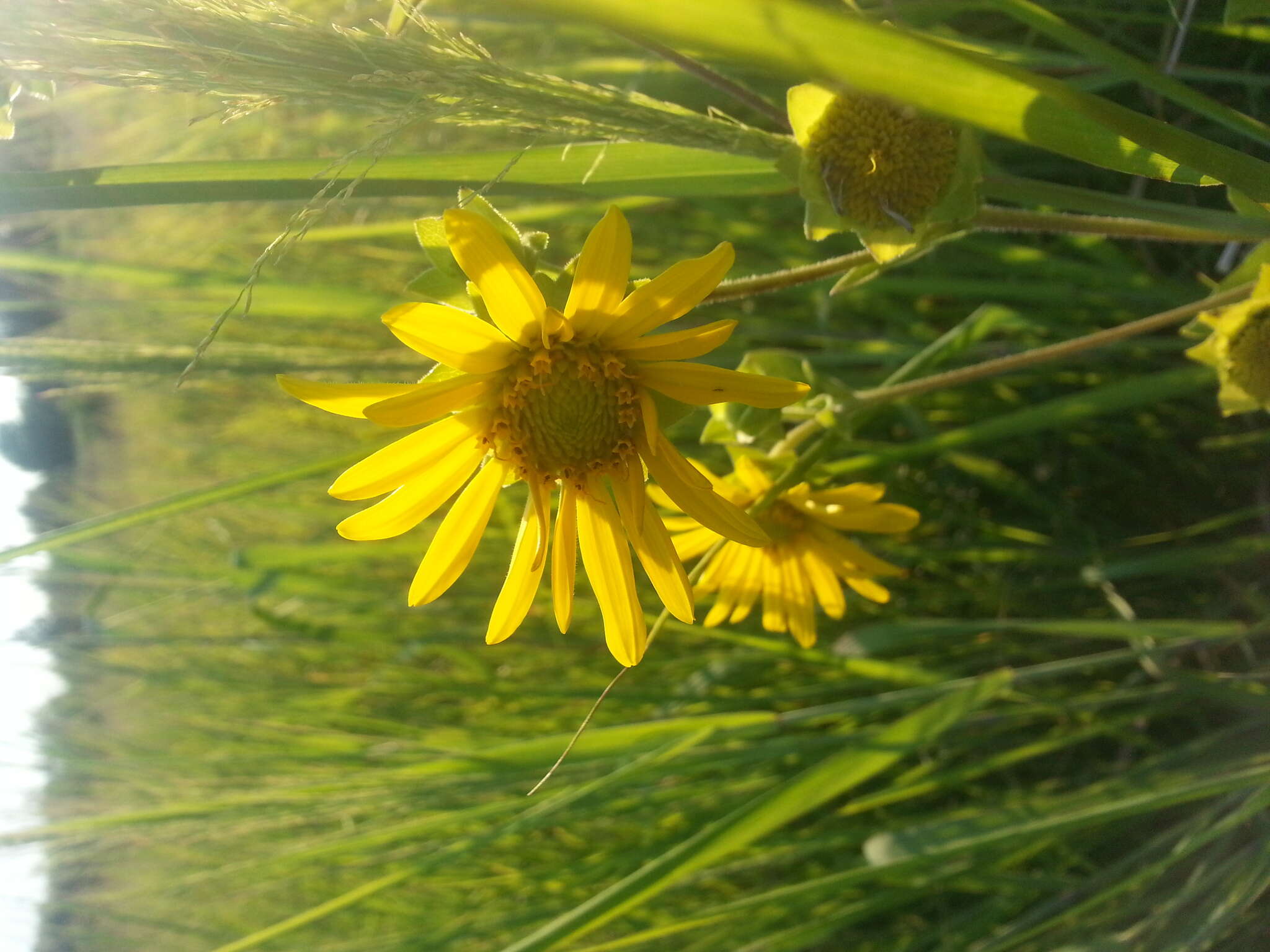 Image of slender rosinweed