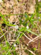 Image of Eriocaulon striatum Lam.