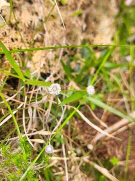 Sivun Eriocaulon striatum Lam. kuva