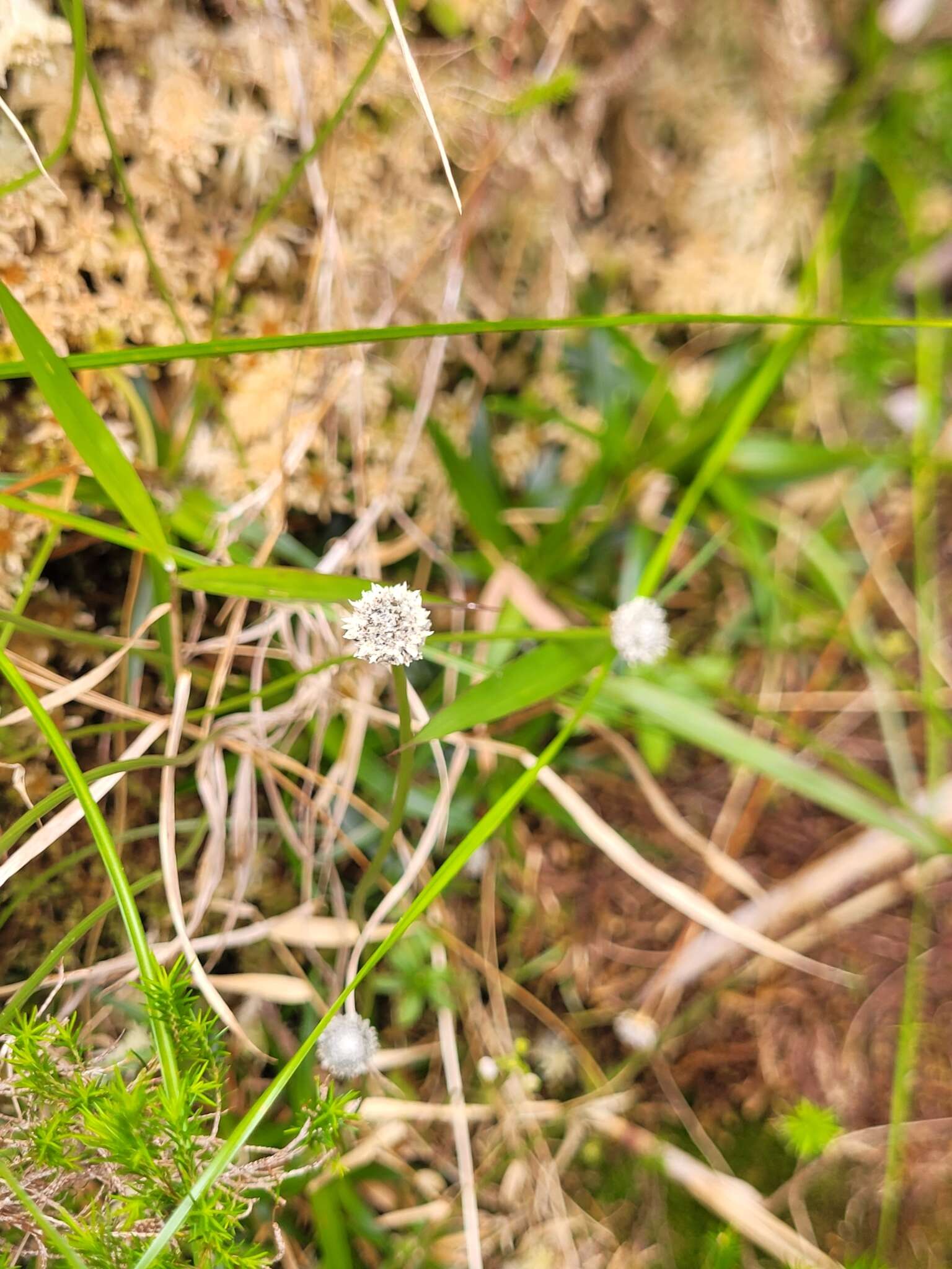 Sivun Eriocaulon striatum Lam. kuva