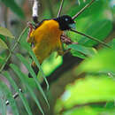 Image de Ploceus bicolor kersteni (Hartlaub & Finsch 1870)