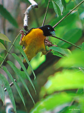 Image of Ploceus bicolor kersteni (Hartlaub & Finsch 1870)