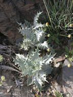 Image of Chamaeleon macrophyllus (Desf.) D. Petit