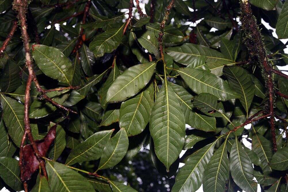 Imagem de Passiflora quadrangularis L.