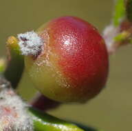 Image of Phylica alba Pillans