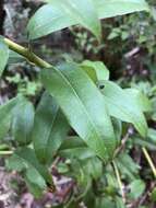 Image of Florida hobblebush