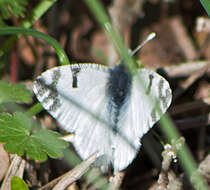 Image of Euchloe ausonia (Hübner (1804))