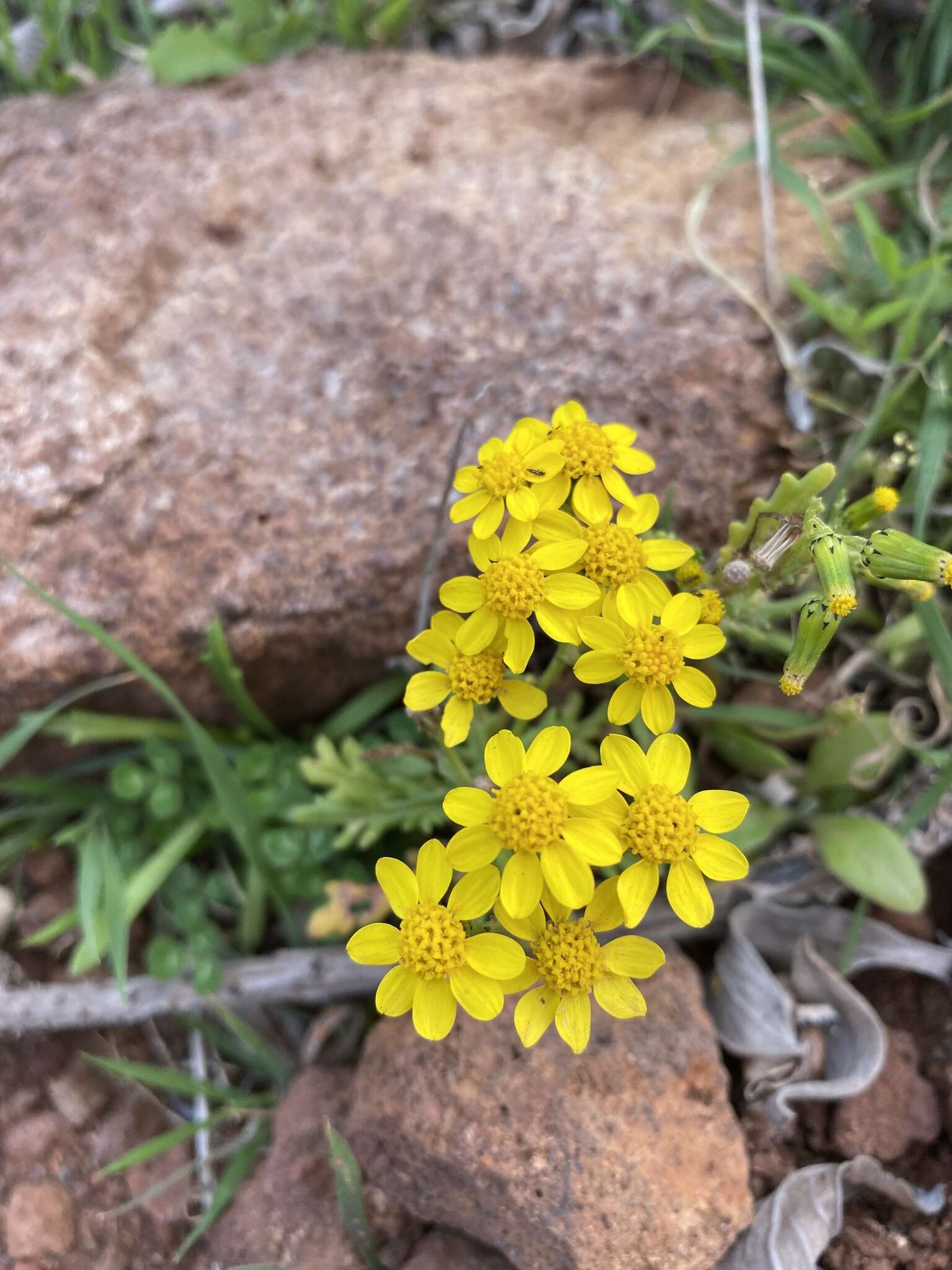 Image of Senecio incrassatus Lowe