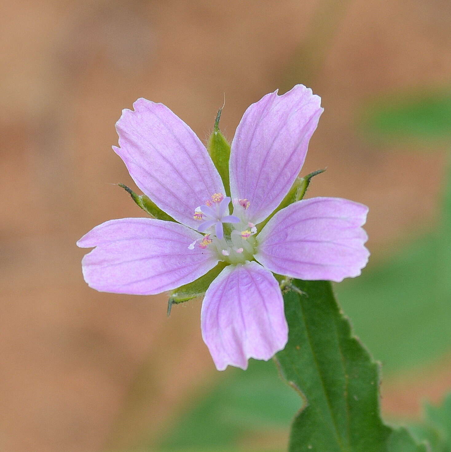 Image of Pink monsonia