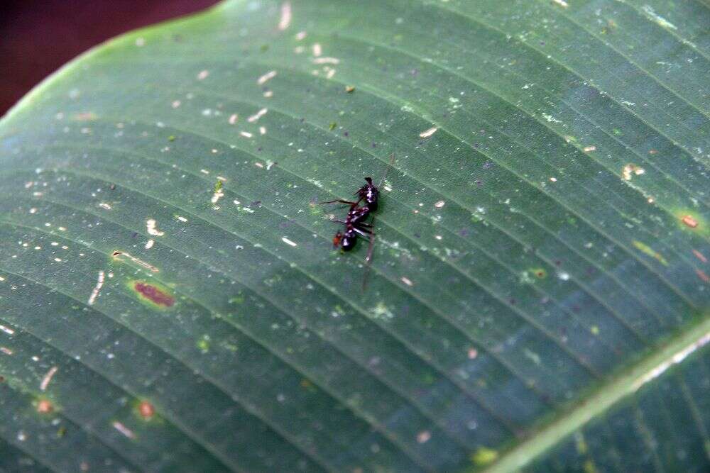 Plancia ëd Heliconia latispatha Benth.