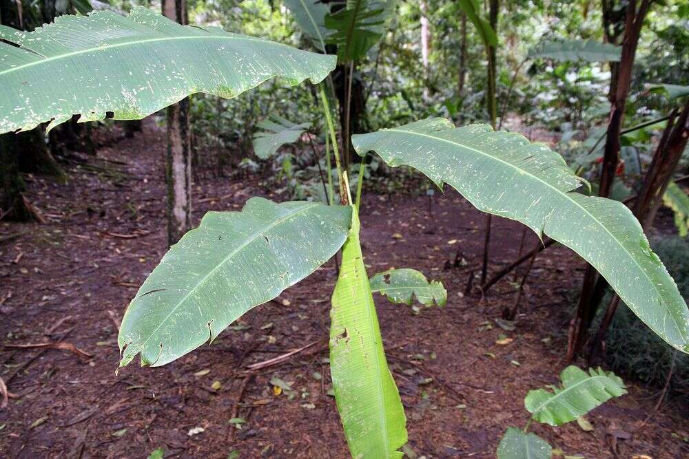 Plancia ëd Heliconia latispatha Benth.