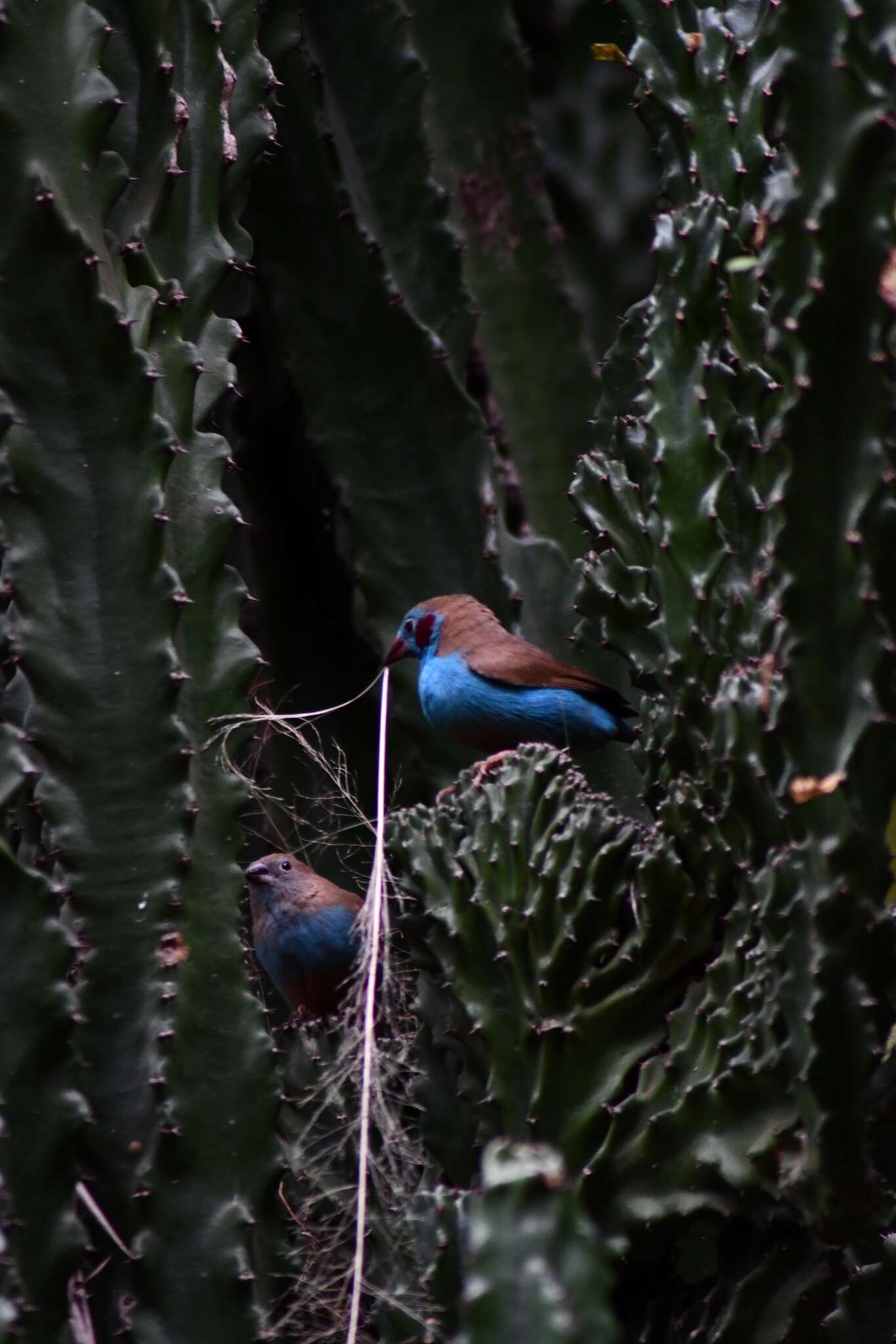 Image of Red-checked Cordon-bleu