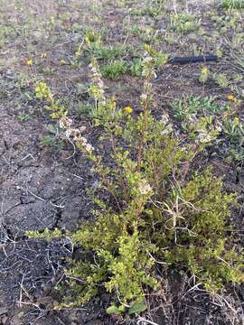 Image of Spiraea aquilegifolia Pall.