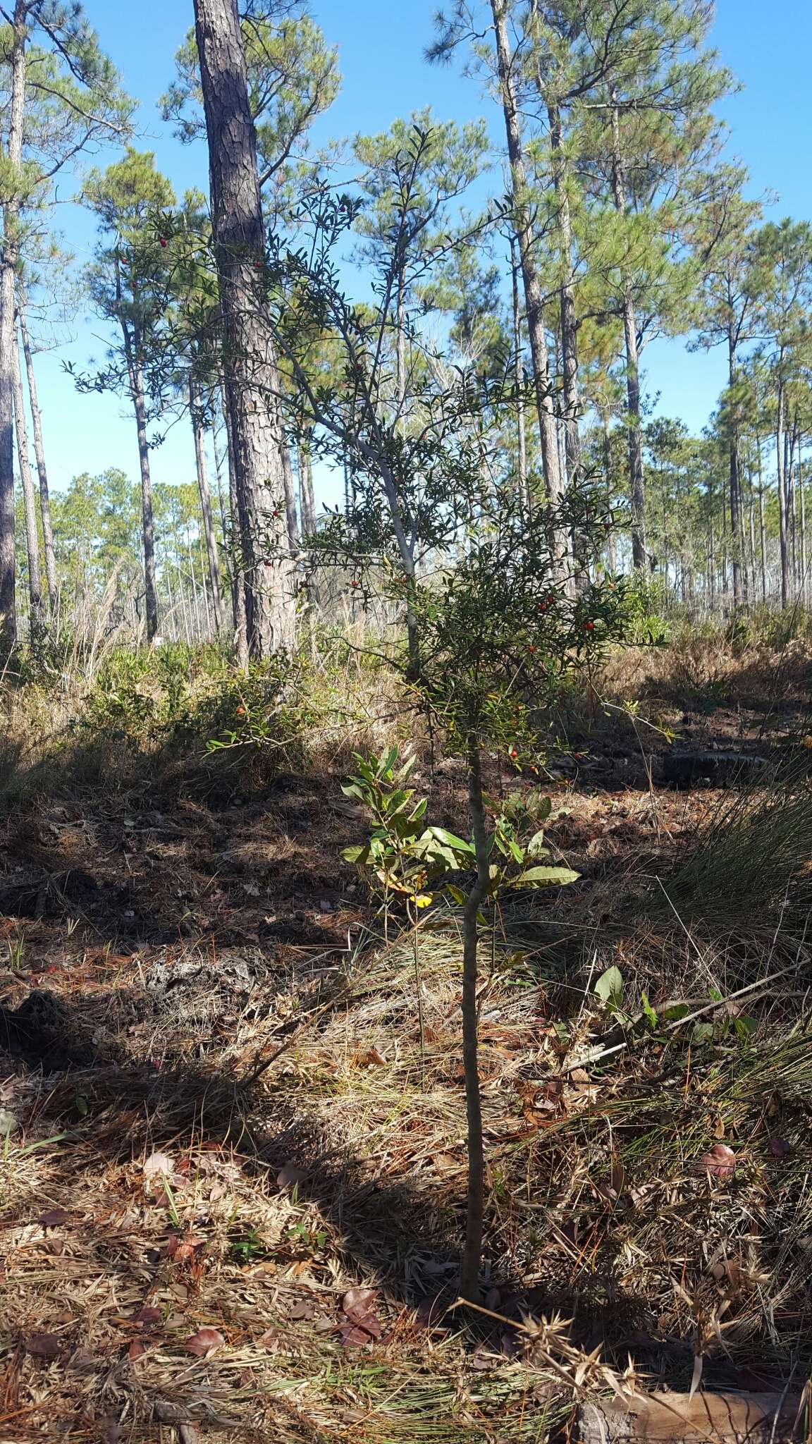 Imagem de Ilex myrtifolia Lam.