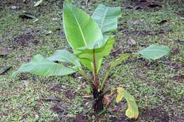 Imagem de Ensete ventricosum (Welw.) Cheesman