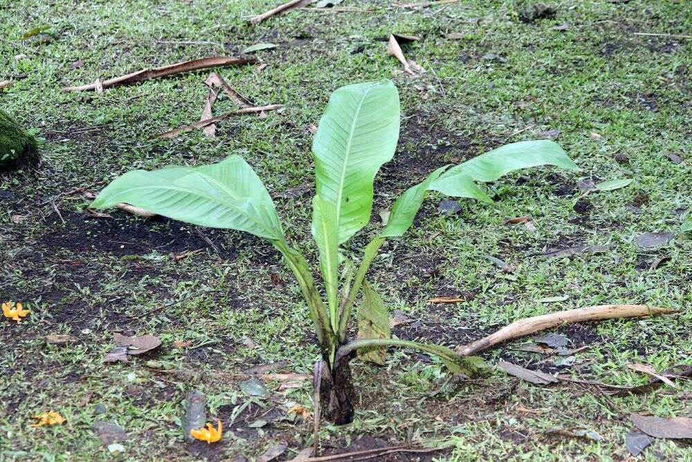 Imagem de Ensete ventricosum (Welw.) Cheesman