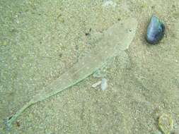 Image of Bluespot flathead