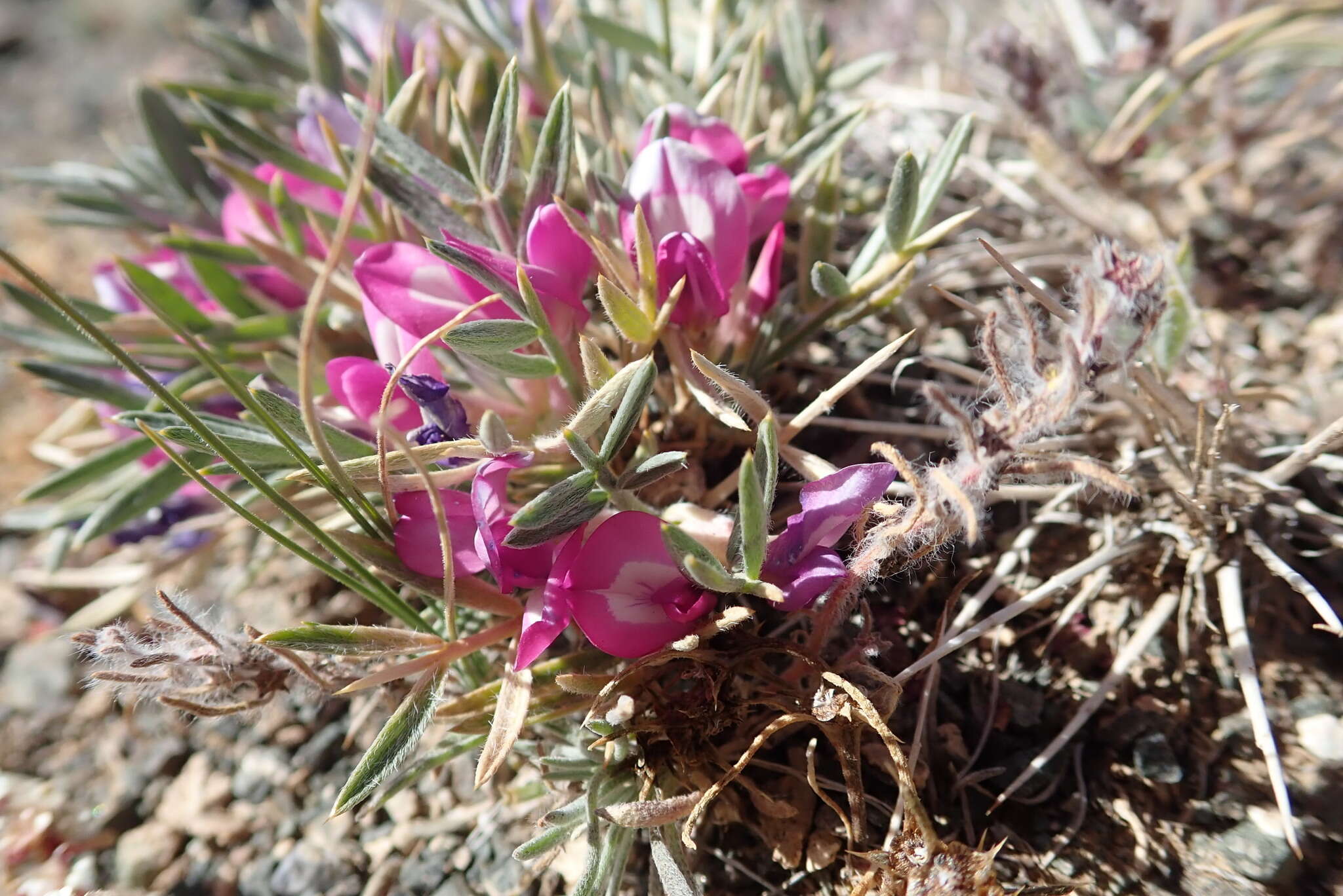 Image of Oxytropis aciphylla Ledeb.