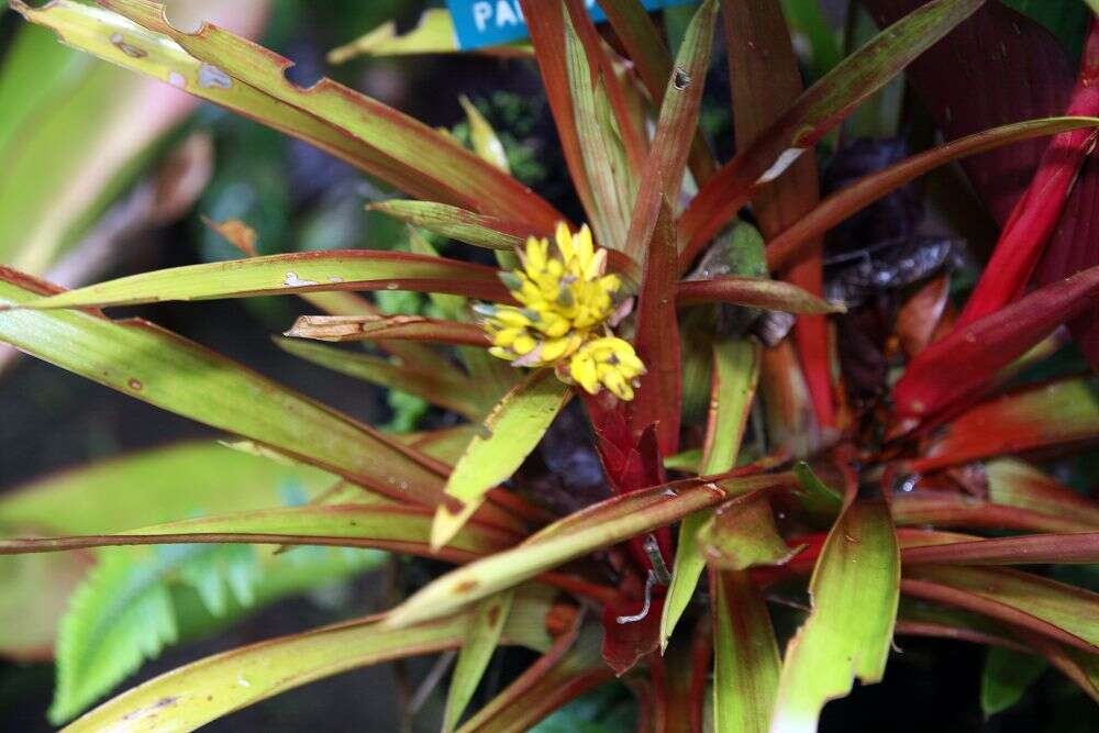 Image of Guzmania zahnii (Hook. fil.) Mez