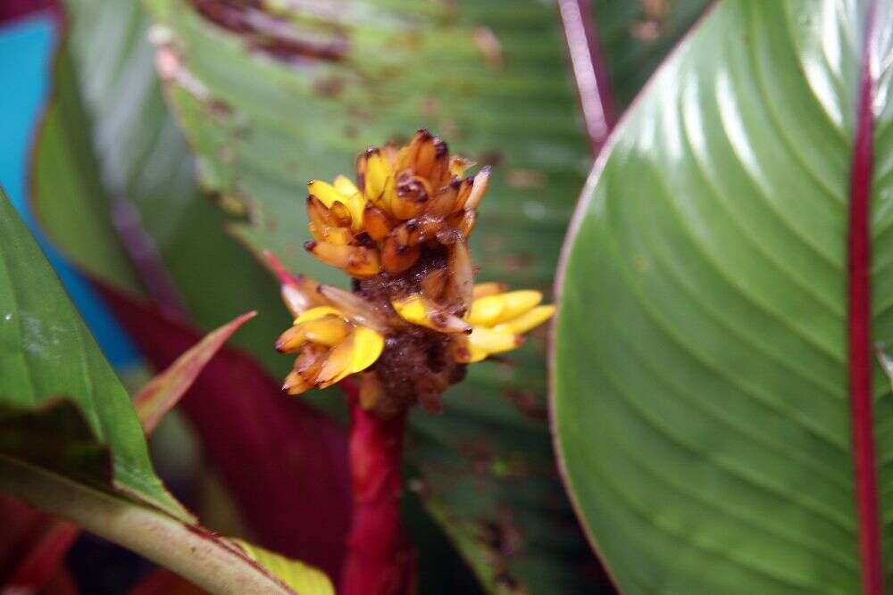 Image of Guzmania zahnii (Hook. fil.) Mez