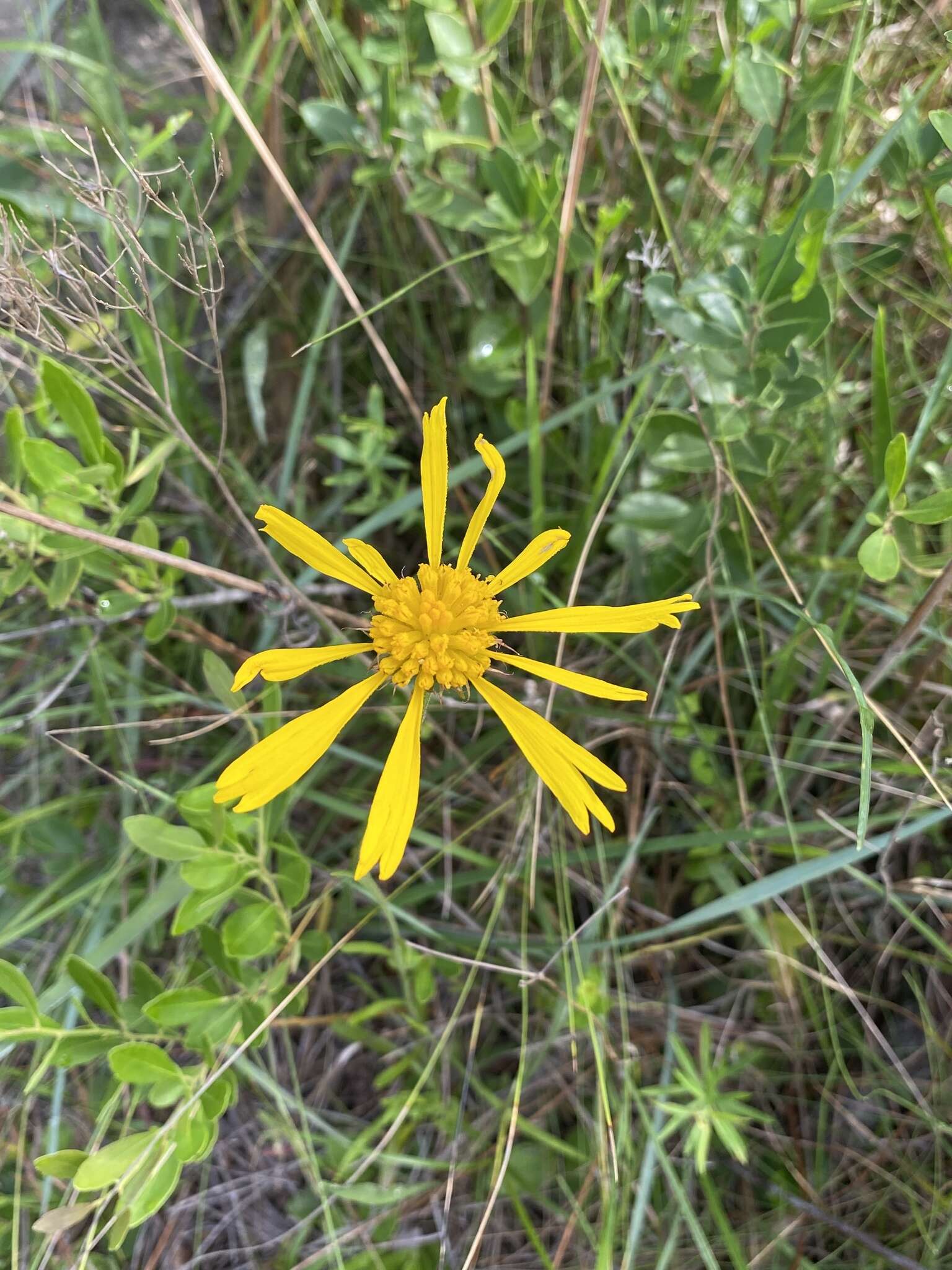 Plancia ëd Balduina uniflora Nutt.