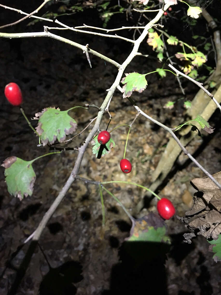 Image of parsley hawthorn