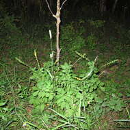 Image of roadside agrimony