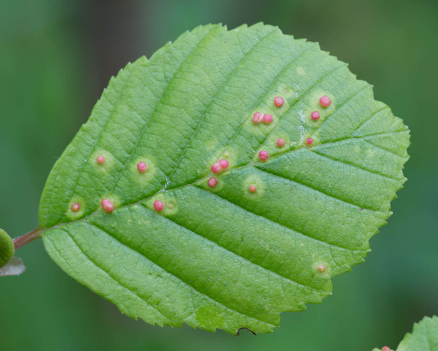 Image de <i>Eriophyes alniincanae</i>