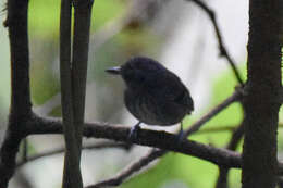 Image of Streak-crowned Antvireo