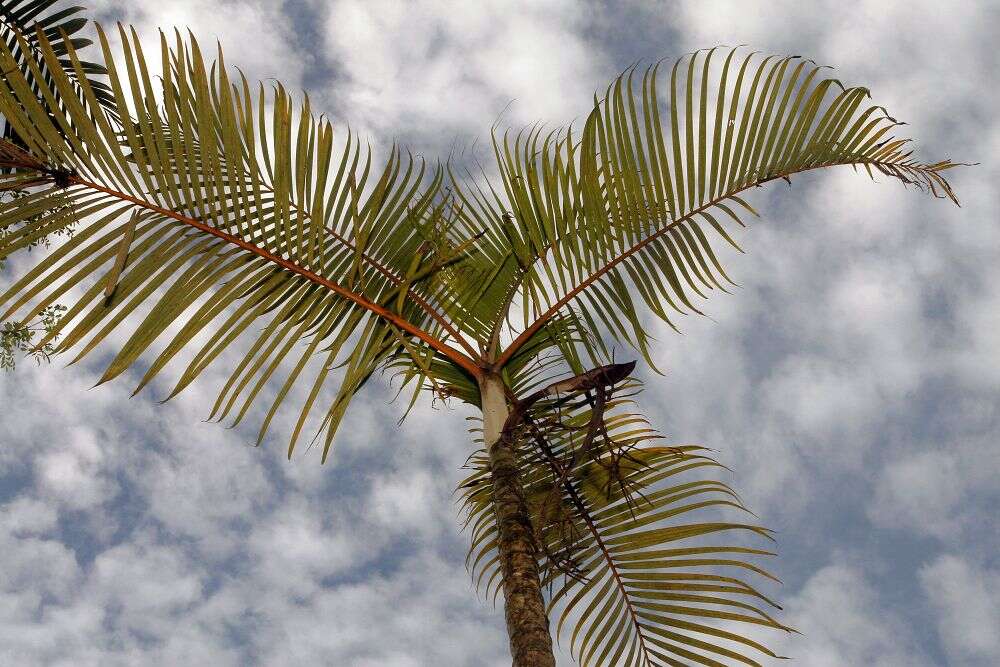 Sivun Dypsis lutescens (H. Wendl.) Beentje & J. Dransf. kuva