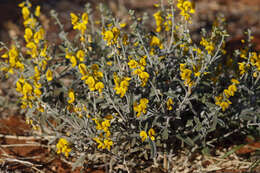 Imagem de Crotalaria eremaea F. Muell.