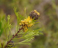 Imagem de Isopogon anemonifolius (Salisb.) Knight