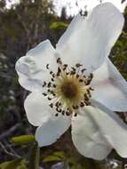 Image de Rosa oxyacantha M. Bieb.