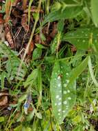 Sivun Pulmonaria stiriaca A. Kerner kuva