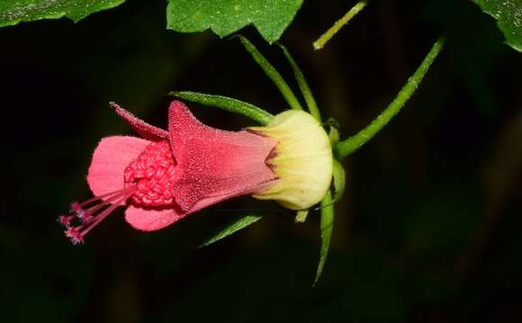 Sivun Hibiscus colimensis P. A. Fryxell kuva